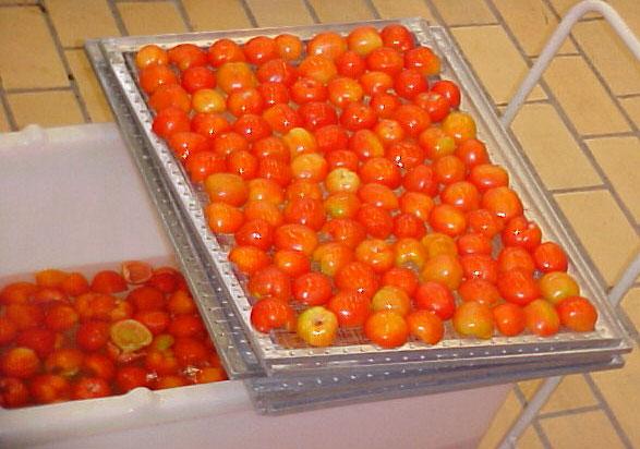 Colocação em bandejas Os tomates são distribuídos sobre as telas das bandejas de modo que haja um