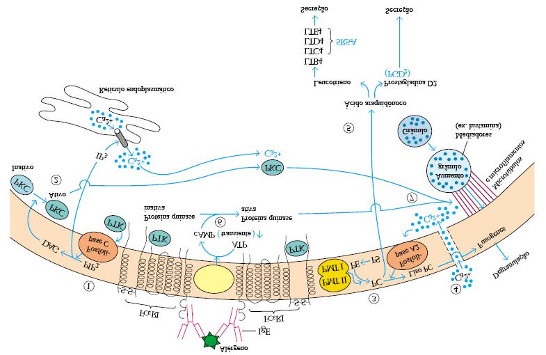 Figura 1. Diagrama dos processos metabólicos que levam a degranulação em basófilos e mastócitos.