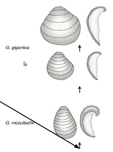 Evolução Mudanças no tamanho e na curvatura da concha do molusco