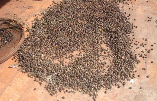 O Território da produção orgânica e o mundo da mercadoria Foto 23.