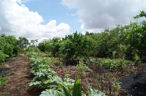 O Território da produção orgânica e o mundo da mercadoria Foto 1. Área de produção orgânica na propriedade do entrevistado P03. Autoria: MORETTI, S.A.L.. Abril 2010.