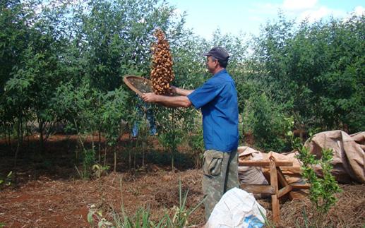 O Território da produção orgânica e o mundo da mercadoria tas.