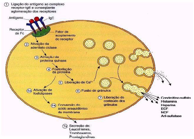 Macrófagos Fazem parte do Sistema fagocitário