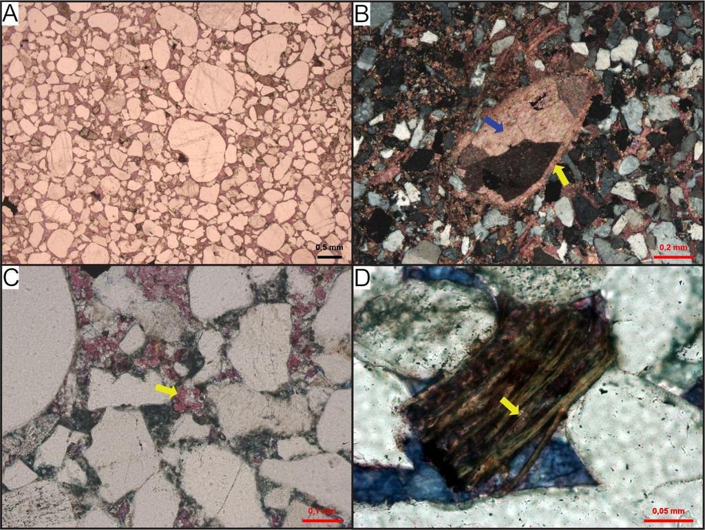 39 máx. = 1,67%, Fig 22. D) e preenchendo poros intrapartícula de bioclastos. Em algumas lâminas a cimentação por calcita ferrosa preencheu totalmente a porosidade primária.