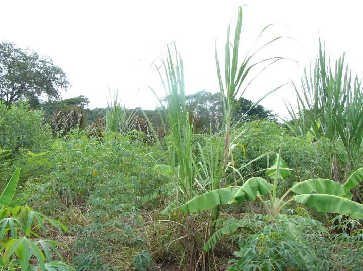 sistema agroflorestal ser manual, não utilizando mecanização, quanto pelo plantio de diversas culturas e espécies florestais ao mesmo tempo.