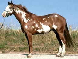 Pelagem x Raça Paint Horse * Mesmas características da raça Quarto de Milha, sendo que os são classificados de acordo a