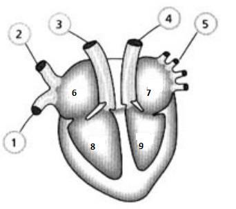 10) Descreva os fenômenos físicos e químicos que ocorrem nos órgãos abaixo, no processo digestório.