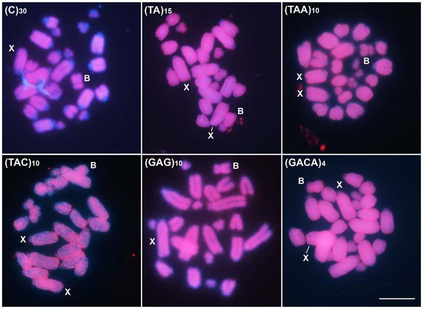 Microsatellite Organization in Abracris flavolineata Revealed by FISH Figure 2. FISH mapping for six microsatellite motifs in embryo mitotic cells of A. flavolineata with scattered distribution.