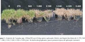 000 kg/ha de matéria seca por mês no verão, chegando a 1-15 ton/ha/ano Normalmente a polinização é auto incompatível A máxima Produção de Sementes/ha obtida foi de 100 a 350 kg/ha Foi detectada