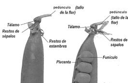 SECUNDINA - Manter unidas as partes da semente TEGMA (Interno) -Proteção contra agentes externos (bióticos e abióticos):