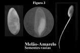 PROVOCAR ANORMALIDADE NA GERMINAÇÃO (Flor, 2003). 1. Imagem externa; 2.