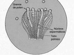 tubo polínico abortado tubo polínico normal