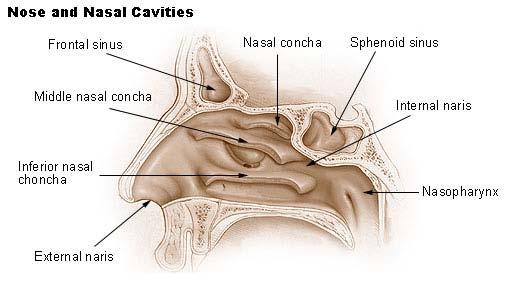 Seio Frontal (frontal sinus) Corneto nasal médio (middle nasal concha) Corneto nasal inferior (inferior nasal choncha) Nariz externo (external nariz) Corneto nasal (nasal concha) Seio esfenóide