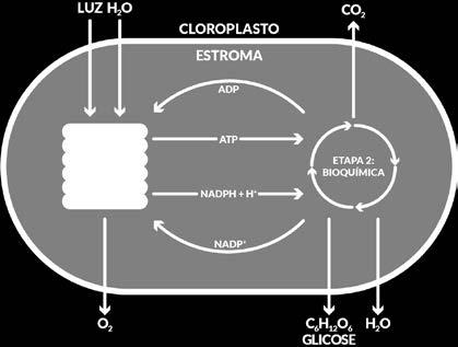 RESPIRAÇÃO NADH NAD + + H + + elétrons Transporte de elétrons e bombeamento de H + H + + O 2 + elétrons H 2O H 2O H + + O 2 + elétrons Transporte de elétrons e bombeamento de H + NADP + + H + +