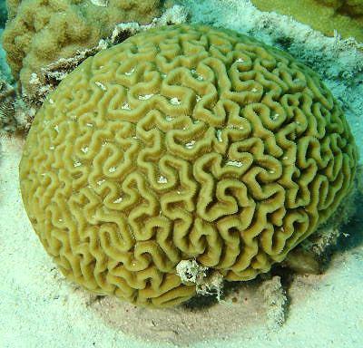 Coral-cérebro apresentam um