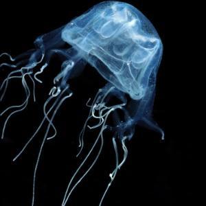 Classe Cubozoa Agrupam as medusas com umbrela no formato cúbico. Kybos = um cubo; zoon = animal Possuem cerca de 30cm de comprimento e 2m de tentáculos.