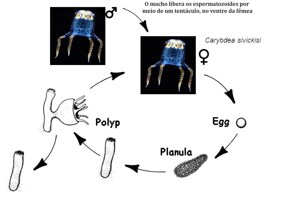 Reprodução sexuada