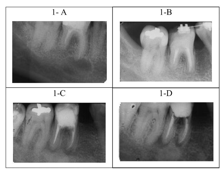 L.N. DOVIGO et al.