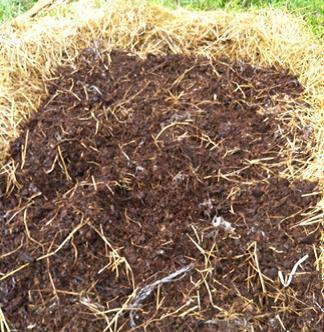 umidade das leiras e as temperaturas não atingiram valores máximos típicos (60 a 70 C) de compostagem.