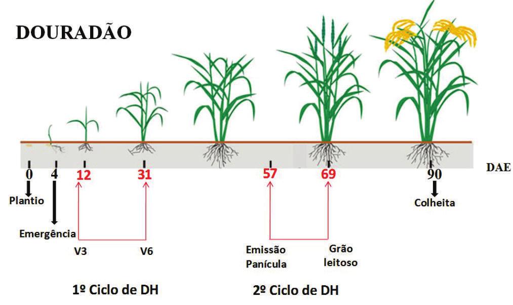 4 Protocolo de deficiência hídrica em arroz de terras altas para análise de transcriptoma do RNA foi verificada por eletroforese em gel desnaturante com concentração de 1% de agarose.