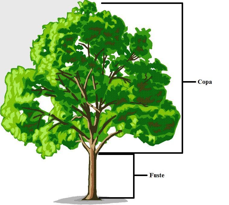 18 partir do ponto onde emergem os ramos principais (Figura 4). Figura 4 Distribuição vertical dos forófitos, divididos em fuste ou copa. Fonte: <www.oaktree43.freeserv.co.uk>. Acesso em: Nov. 2010.