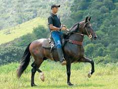 Cavalo que fala por si só, Tenente é para quem não quer esperar, precisa de imediato de um cavalo fortíssimo para as pistas e também um garanhão para fazer tropa!