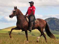 Filho do Campeão Nacional Lobo SJT em Indira do GGM, é aposta certeira para quem precisa de cavalo para as pistas e para reprodução, já
