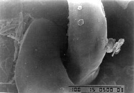 superfície do material. Figura 4: Micrografia obtida por MEV de PP com 7% de fibras de PET reciclado Magnificação: 500X.