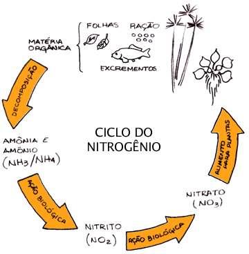 Ciclo do Nitrogênio NITRIFICAÇÃO E