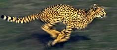 Lista de exercícios MUV Aceleração média e equação horária de velocidade 01) (Unirio) Caçador nato, o guepardo é uma espécie de mamífero que reforça a tese de que os animais predadores estão entre os