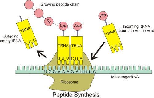Alongamento Formação da ligação peptídica entre os AA Uma ligação peptídica é formada entre dois AA ligados ao sítio A e P do ribossomo pelos seus RNAt Há transferência de um