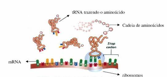 Alongamento Translocação O ribossomo move um códon na direção 3 do RNAm e esse movimento move um anticódon do