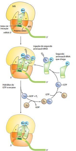 Controle do processo: edição no ribossomo Primeira etapa de alongamento: fundamental para a velocidade e fidelidade do processo; Oportunidade para que ocorra edição das interações