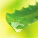 Tanto a polpa interior quanto a seiva da planta da Aloe Vera podem ser usadas externamente para aliviar condições de pele seca, também conhecidas por suas propriedades calmante, hidratante e