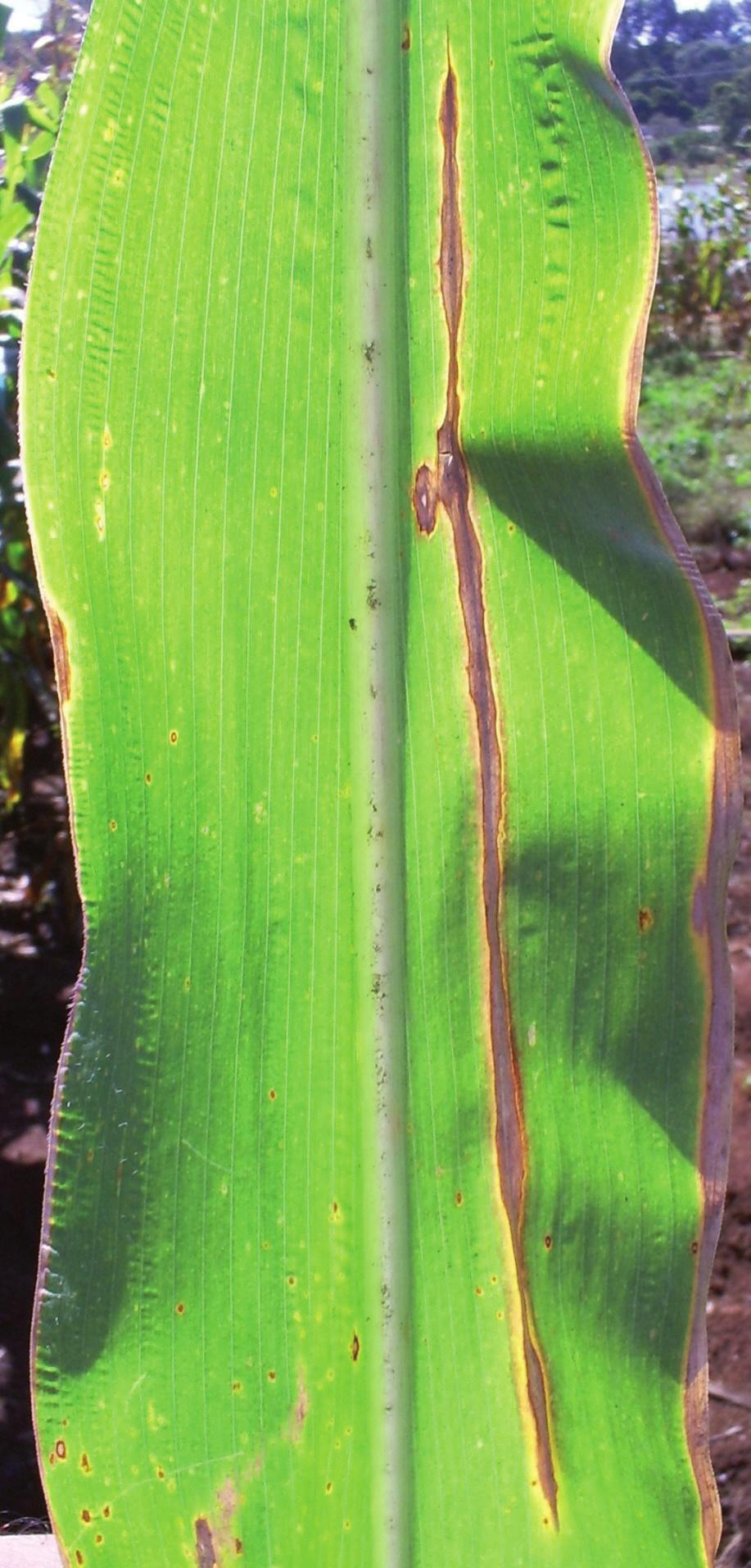 Lesões maduras de Stenocarpella macrospora em folha de milho.