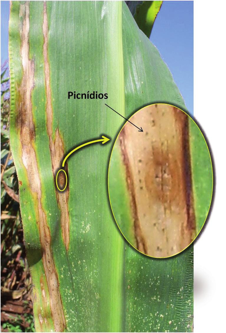 12 Doenças Causadas por Fungos do Gênero Stenocarpella spp. (=Diplodia spp.) em Milho Figura 15. Detalhe da produção de picnídios de Stenocarpella macrospora em lesões foliares em milho.