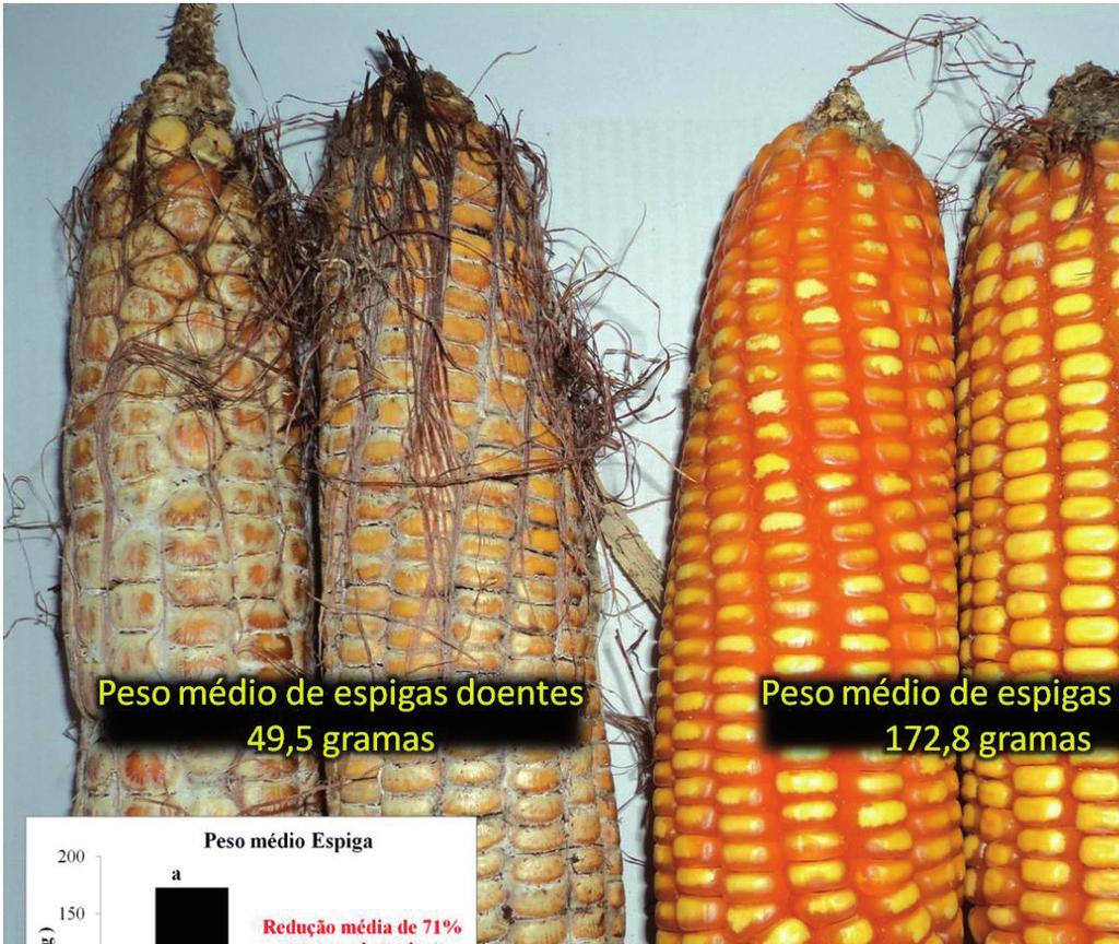 2 Doenças Causadas por Fungos do Gênero Stenocarpella spp. (=Diplodia spp.) em Milho espécies do gênero Fusarium spp., a mais importante doença das espigas do milho no Brasil.