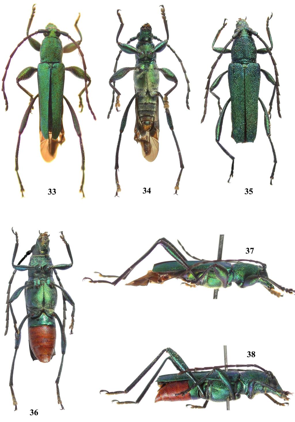Papéis Avulsos de Zoologia, 50(25), 2010 409 Figuras 33 38: Grupiara viridis (Gounelle, 1911): 33.
