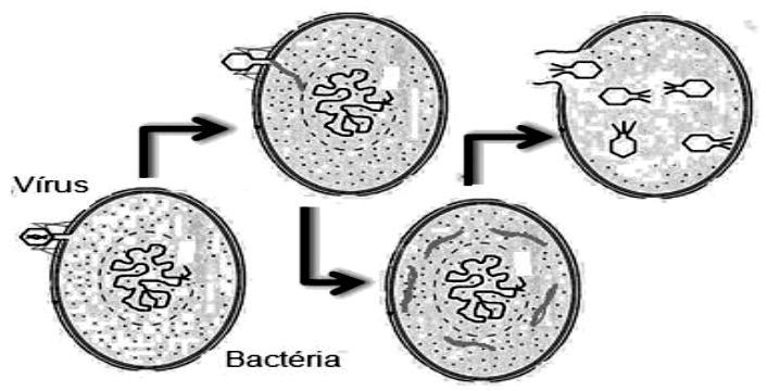 com/bemestar/ebola/ noticia/2014/10/britanico-curado-do-ebolavoltaafrica- e-coloca-imunidade-prova.html. Acesso em 20out. 2014 (adaptado).