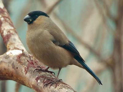 para o estudo e conservação das aves e seus habitats em