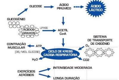 nutrientes entram numa cadeia respiratória (ciclo de Krebs) A respiração aeróbia produz ATP num ritmo mais lento, mas pode continuar o fornecimento por muitas horas.