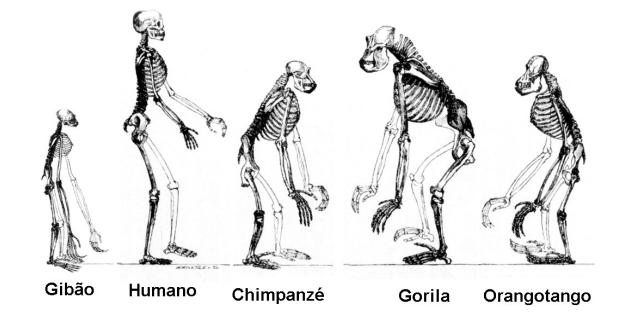 começaram a aproveitar o couro dos animais que caçavam, desenharam cenas de seu cotidiano nas cavernas em que moravam e, inclusive, enterravam seus parentes mortos de forma semelhante à que fazemos