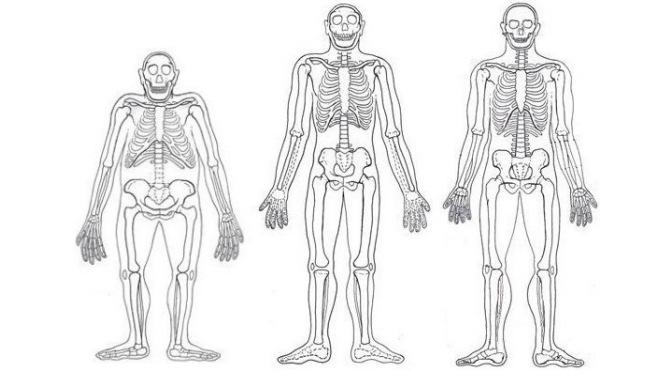 Figura 2 Comparação entre os esqueletos dos ancestrais humanos (Australopithecus afarensis, à esquerda, e Homo erectus, no meio) e do humano moderno (Homo sapiens sapiens, à direita).