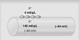 Contribuição do Potencial de Difusão do K + Taxa K + no i/e = 35:1 Log 35 = 1,54 1,54 x