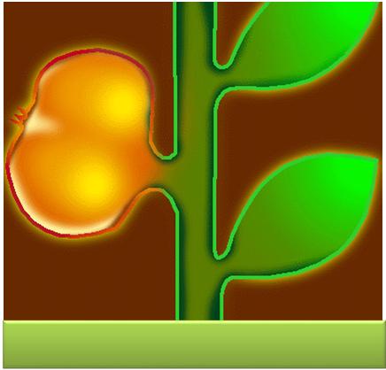 O Cálcio se move principalmente com o fluxo da transpiração Adapted from an original diagram supplied courtesy of SQM Absorção de Nutrientes