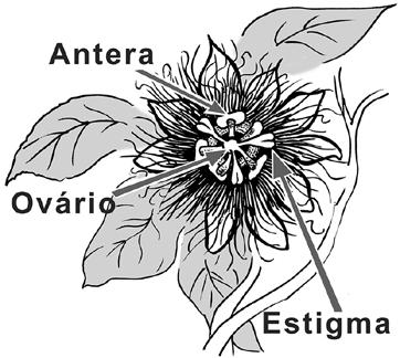 220 Quais as principais partes da flor do maracujá? As flores do maracujá são hermafroditas, ou seja, apresentam tanto as estruturas reprodutivas femininas quanto as masculinas na mesma flor.