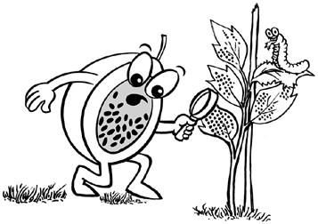 445 Quais as principais pragas e doenças do maracujá-doce? A principal doença do maracujá-doce é a bacteriose (Xanthomonas axonopodis) pv. passiflorae.