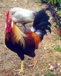 Ex: ocorre em galinhas C determina plumagem colorida c determina plumagem branca I impede a produção de