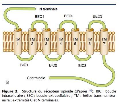 Receptor