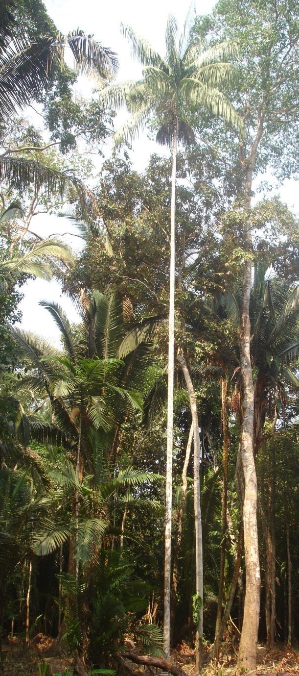 3 Figura 1. Euterpe precatoria Mart. em plantio nativo no município de Humaitá-AM. Foto: Jairo Jair, 2014.